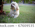Cute puppy poodle terrier dog walking on park, 67609535