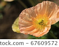 Light pink flower macro photography 67609572