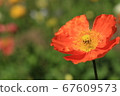 Poppy flowers 67609573