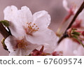 Cherry Blossom	 67609574