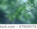 Leaves of rain 67609578