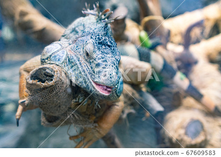 躺在樹枝上的爬行動物鬣蜥的形象 67609583