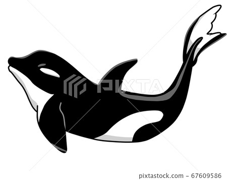 Orca seen from the side Orca seen from the side 67609586