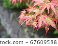 Colored autumn leaves 67609588
