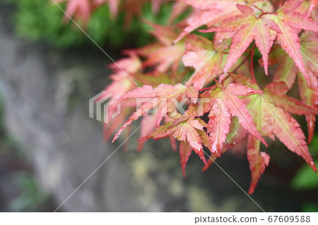 Colored autumn leaves 67609588