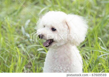 白色玩具貴賓犬笑著吐舌 照片素材 圖片 圖庫