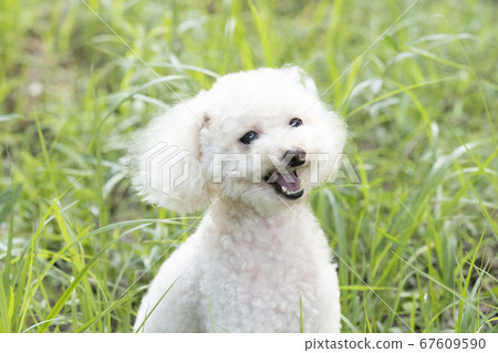 白色玩具貴賓犬笑著吐舌 照片素材 圖片 圖庫