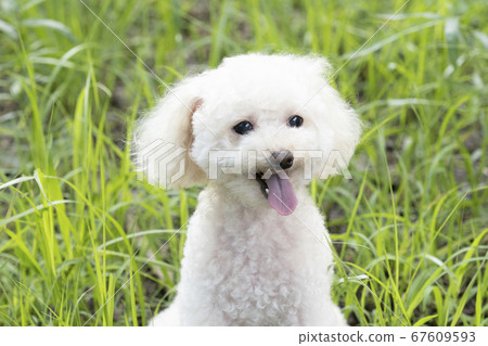白色玩具貴賓犬笑著吐舌 照片素材 圖片 圖庫
