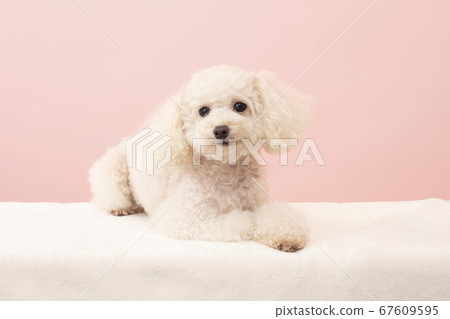 Smiley white toy poodle Smiley white toy poodle 67609595
