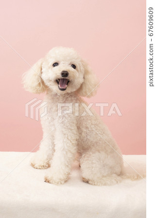 笑臉白色玩具貴賓犬 67609609