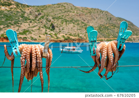 Fresh octopus drying on rope on sun with turquoise Aegean sea on background, Crete island, Greece Fresh octopus drying on rope on sun with turquoise Aegean sea on background, Crete island, Greece 67610205