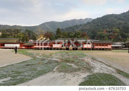 廣島縣秋季廿日市市宮島嚴島神社 67610703