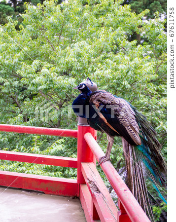 Beautiful peacock perching on the parapet 67611758
