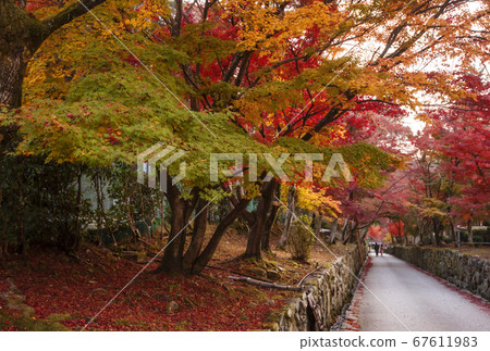 Kōshoji Temple, a famous place for autumn leaves in Kyoto 67611983