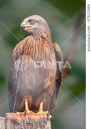 The common buzzard Buteo buteo bird of prey sits on branch in the aviary. The common buzzard Buteo buteo bird of prey sits on branch in the aviary. 67612064