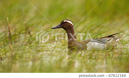 Garganey swimming in swamp in summertime nature. Garganey swimming in swamp in summertime nature. 67612168