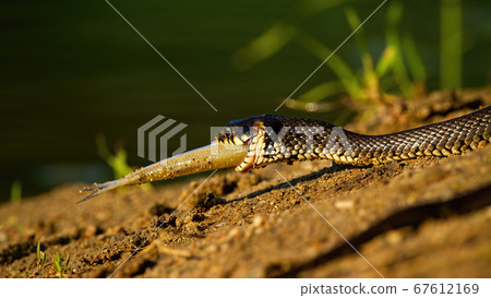 Grass snake holding a fish in mouth on riverbank in sunset. Grass snake holding a fish in mouth on riverbank in sunset. 67612169