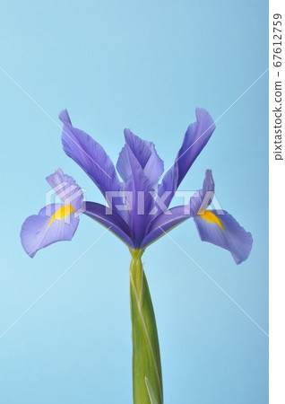 leaf iris in sword on a blue background 67612759