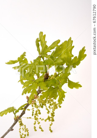 Flowering oak on a white background 67612790