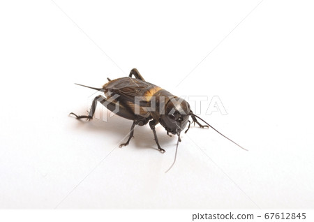 Cricket on a white background 67612845