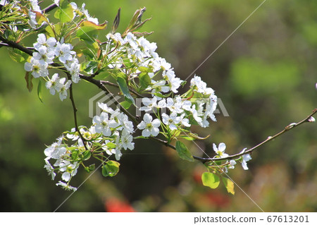 Thousand pears white flowers, branch, green background Thousand pears white flowers, branch, green background 67613201
