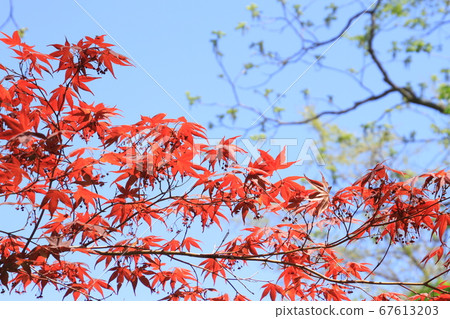 Young leaves, bright crimson new leaves of Kaede in the blue sky background Young leaves, bright crimson new leaves of Kaede in the blue sky background 67613203