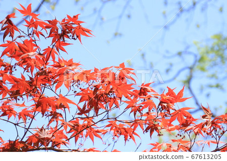 Young leaves, bright crimson new leaves of Kaede in the blue sky background Young leaves, bright crimson new leaves of Kaede in the blue sky background 67613205