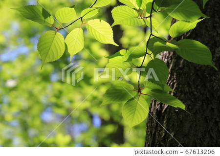 Fresh green and young leaves Fresh green and young leaves 67613206