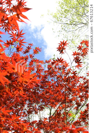 Fresh green and young leaves, spring red maple, bright crimson young leaves of maple, blue sky background 67613214