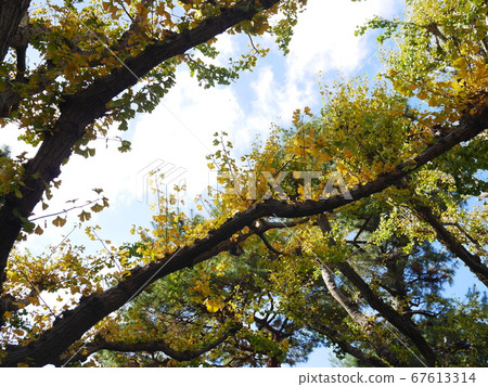 Preparation of winter for leaves Preparation of winter for leaves 67613314