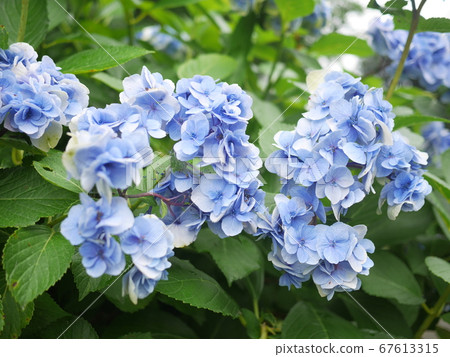 Seasonal hydrangea 67613315