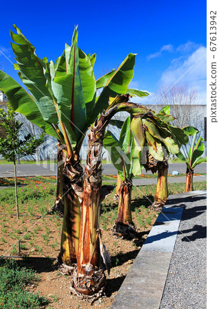 A group of Banana palm trees over blue sky 67613942