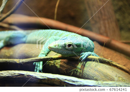 green lizard lying on wooden branch in zoo. green lizard lying on wooden branch in zoo. 67614241