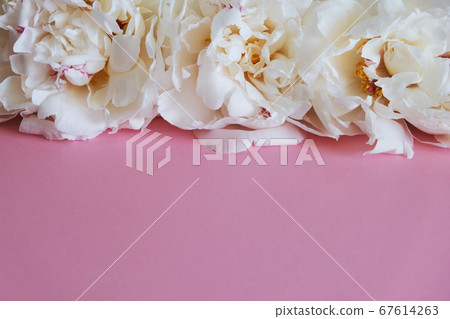 Milky peony flowers close-up on a pink background. Milky peony flowers close-up on a pink background. 67614263