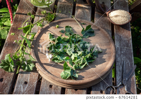 Preparation of mallow syrup from Malva neglecta Preparation of mallow syrup from Malva neglecta 67614281