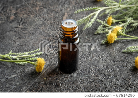 A bottle of essential oil with fresh Santolina 67614290