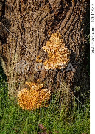 Sulphur shelf fungus 67614489