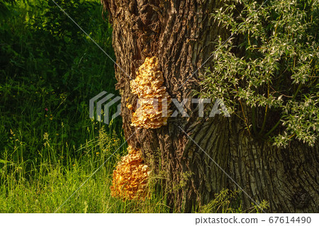 Sulphur shelf fungus 67614490