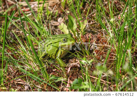 Frog in the grass 67614512