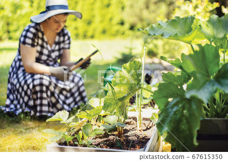 Box with plants in garden 67615350