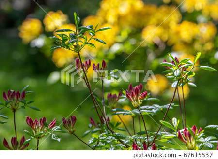 The beginning of flowering of dark red The beginning of flowering of dark red 67615537