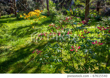 Rhododendrons Rhododendrons 67615540