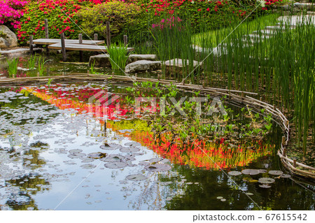 Reflection of red rhododendron oon small hill in Reflection of red rhododendron oon small hill in 67615542