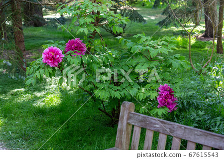 Amazing Pink peonies  on bush - greenery in 67615543