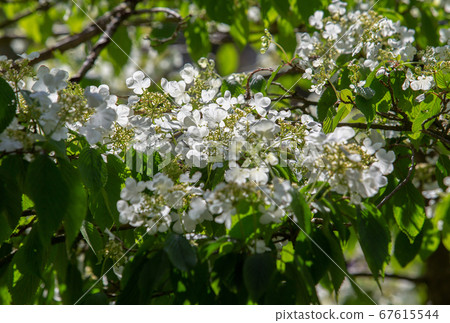 White flowering (cherry blossom) in japanese 67615544