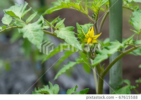 番茄栽培黃色番茄花(五月)家庭花園 番茄栽培黃色番茄花(五月)家庭花園 67615588