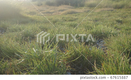 green grass background green grass background 67615887