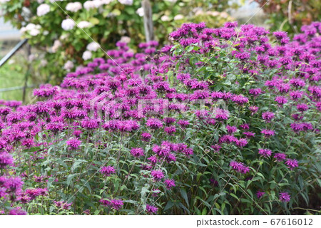 Flower of Monalda Flower of Monalda 67616012