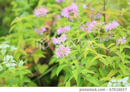 野生佛手柑花 野生佛手柑花 67616657