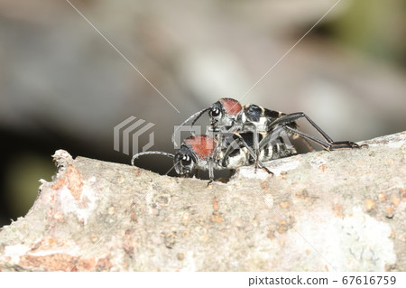 Coordination of the Kubia Katra Kamiri 67616759